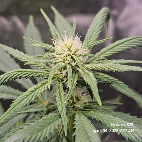 Zlue x2 growlog timeline photo
