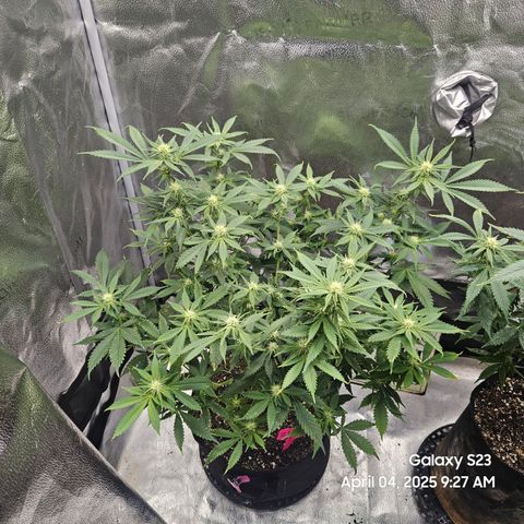 Zlue x2 growlog timeline photo