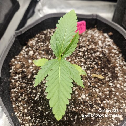 Logi OG growlog timeline photo