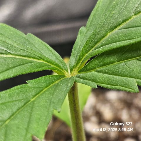 Logi OG growlog timeline photo