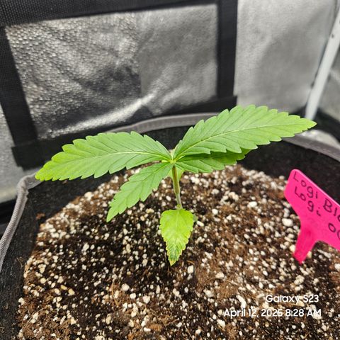 Logi OG growlog timeline photo