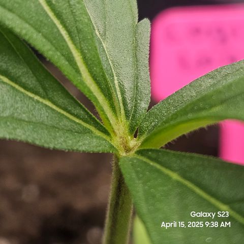 Logi OG growlog timeline photo