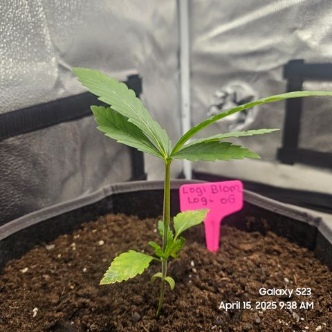 Logi OG growlog timeline photo