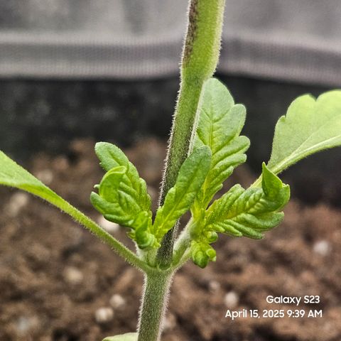 Logi OG growlog timeline photo
