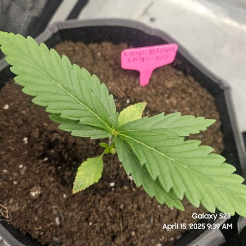 Logi OG growlog timeline photo
