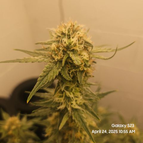 Zlue x2 growlog timeline photo