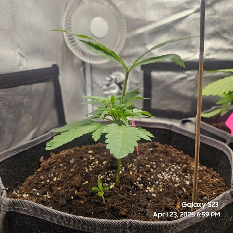 Logi OG growlog timeline photo
