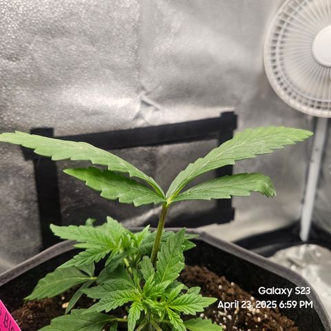 Logi OG growlog timeline photo