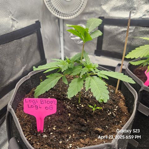 Logi OG growlog timeline photo