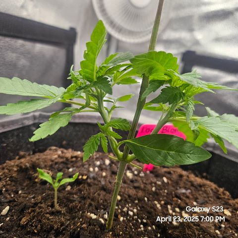 Logi OG growlog timeline photo