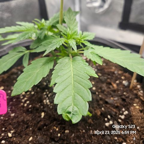 Logi OG growlog timeline photo