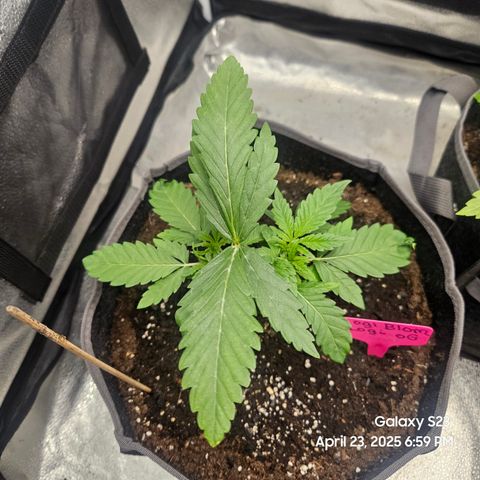 Logi OG growlog timeline photo