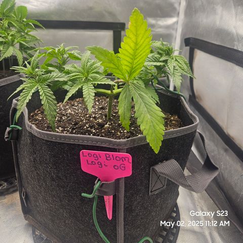 Logi OG growlog timeline photo