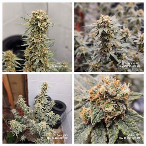 Zlue x2 growlog timeline photo