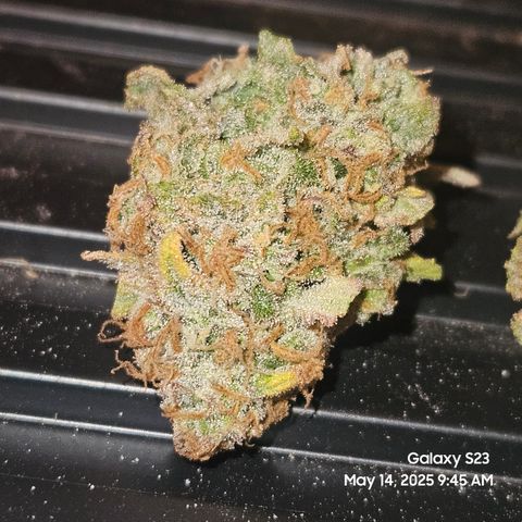 Zlue x2 growlog timeline photo