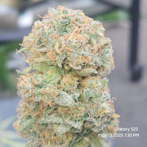 Zlue x2 growlog timeline photo