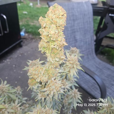 Zlue x2 growlog timeline photo