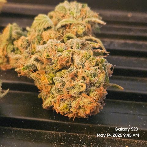 Zlue x2 growlog timeline photo