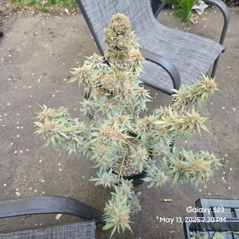 Zlue x2 growlog timeline photo