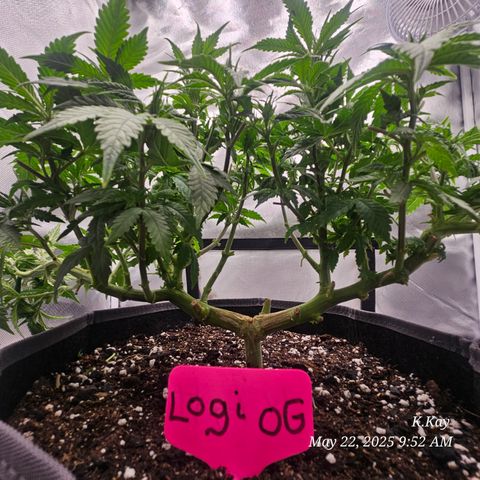 Logi OG growlog timeline photo