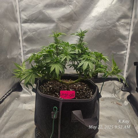 Logi OG growlog timeline photo