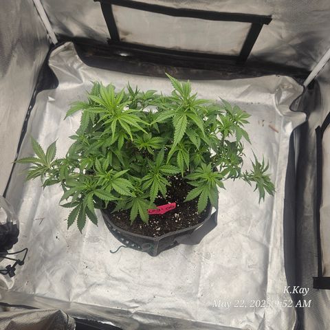 Logi OG growlog timeline photo