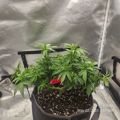 Logi OG growlog timeline photo