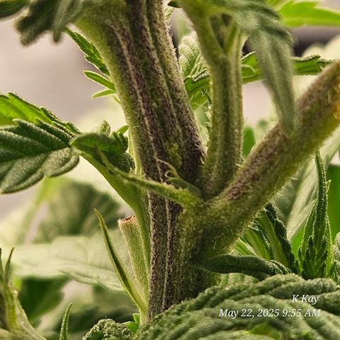 Logi OG growlog timeline photo