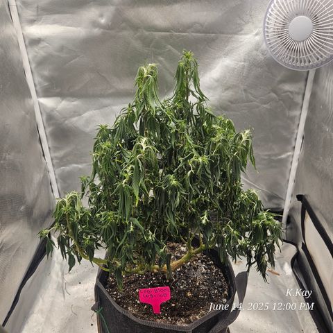 Logi OG growlog timeline photo