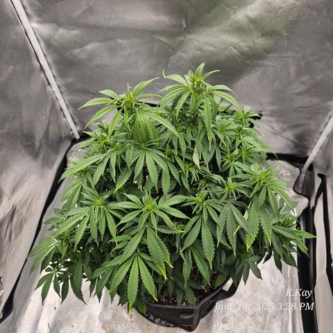 Logi OG growlog timeline photo