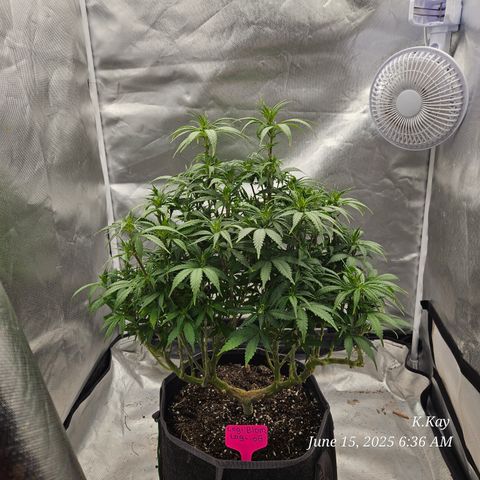 Logi OG growlog timeline photo