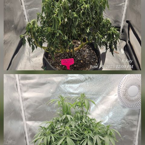 Logi OG growlog timeline photo