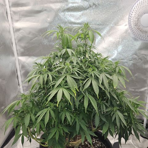 Logi OG growlog timeline photo
