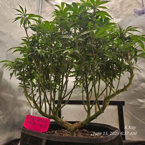 Logi OG growlog timeline photo
