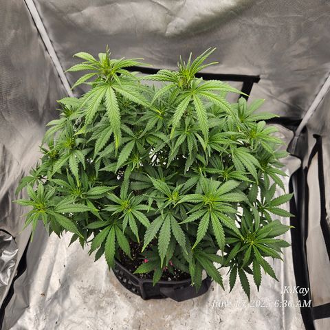 Logi OG growlog timeline photo