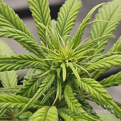 Logi OG growlog timeline photo