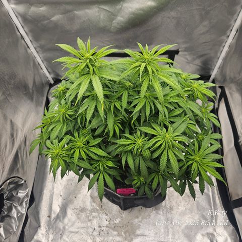 Logi OG growlog timeline photo