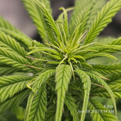 Logi OG growlog timeline photo