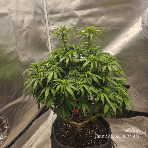 Logi OG growlog timeline photo