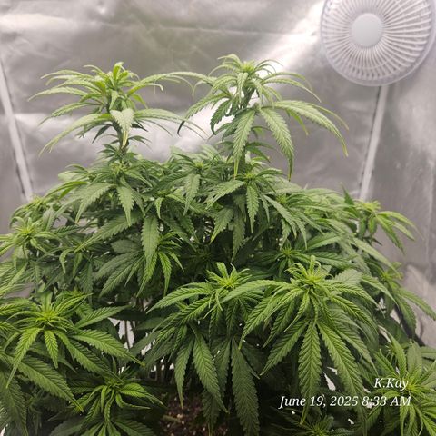 Logi OG growlog timeline photo