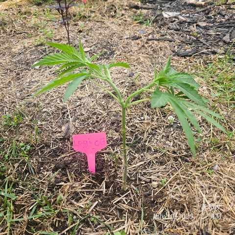 Logi OG growlog timeline photo