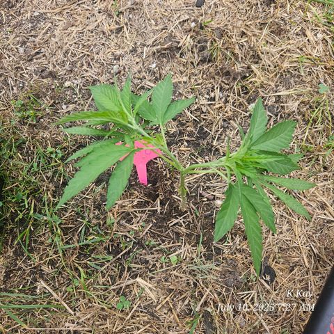 Logi OG growlog timeline photo