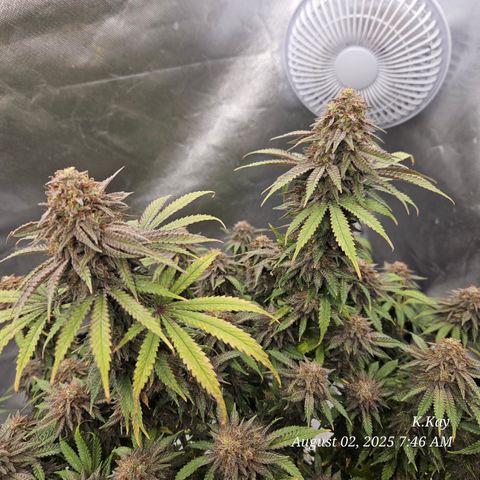 Logi OG growlog timeline photo
