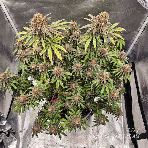 Logi OG growlog timeline photo