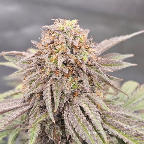 Logi OG growlog timeline photo