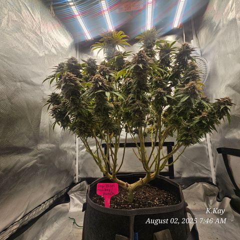 Logi OG growlog timeline photo