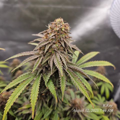 Logi OG growlog timeline photo