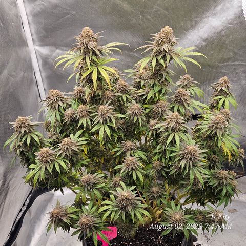 Logi OG growlog timeline photo