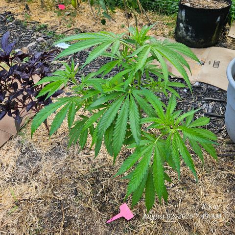 Logi OG growlog timeline photo