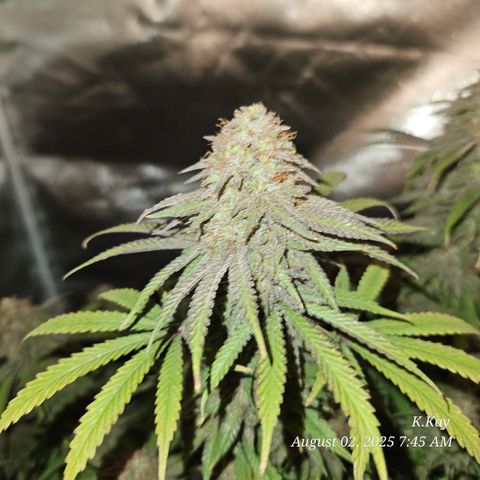 Logi OG growlog timeline photo